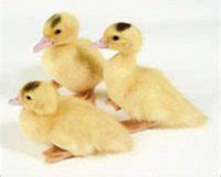 White Muscovy Ducks | Freedom Ranger Hatcheries