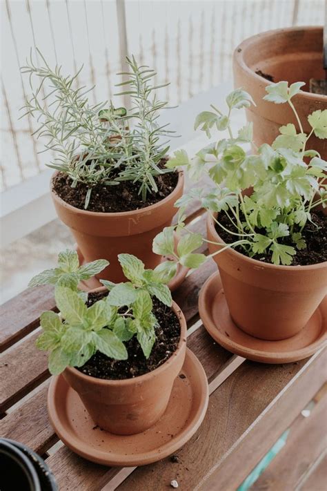 Three Potted Plants Sitting On Top Of A Wooden Table