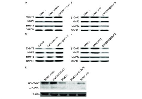 Protein expression of β3GnT2 CD147 MMP2 and MMP14 in colorectal