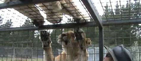 Orana Wildlife Park Activities And Tours In Christchurch Canterbury