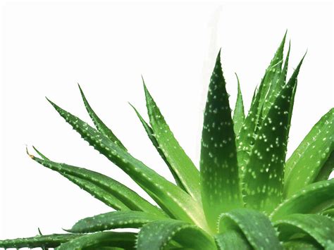 Aloe Vera: 10 Benefits of Aloe Vera