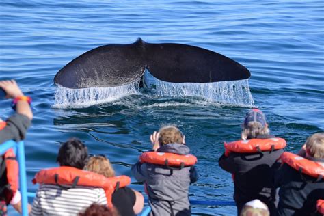 Family Tour of Argentina: Culture, Natural Wonders & Wildlife - 10 Days ...