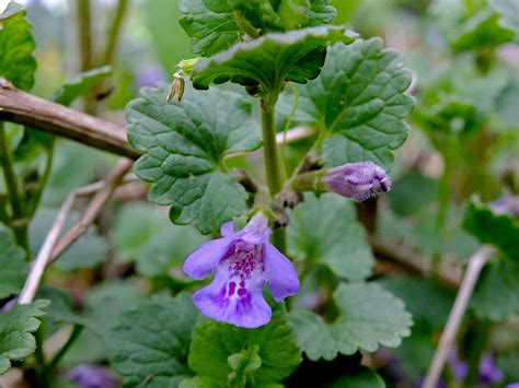 Glechoma Hederacea Lamiaceae Image 67858 At PhytoImages Siu Edu