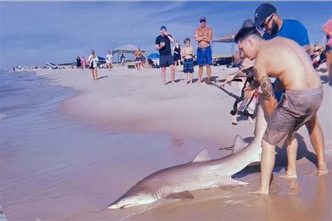 WATCH: Man Wrestles Man-eater Shark in New York, Video Goes Viral