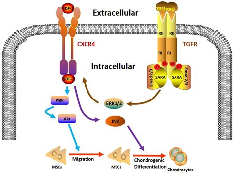 Figure 1 From Stromal Cell Derived Factor 1α And Transforming Growth Factor β1 Synergistically