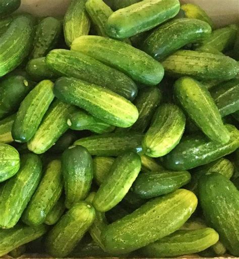 Bush Pickle Pickling Cucumber Seeds Heirloom Garden Etsy