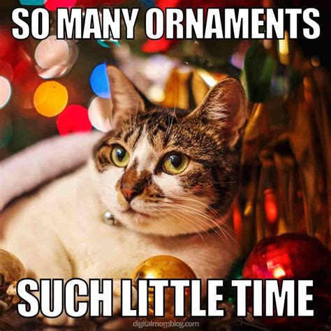 25 Purrfect Christmas Cat Memes: Feline Festive Fun