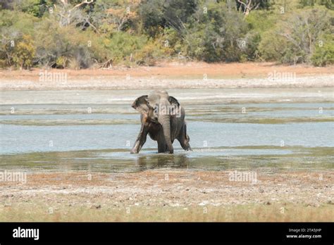 Asian And African Elephants Hi Res Stock Photography And Images Alamy