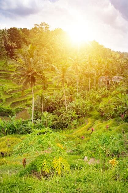 Plantaci N De Campos De Arroz Verde O Arrozales En La Isla De Bali