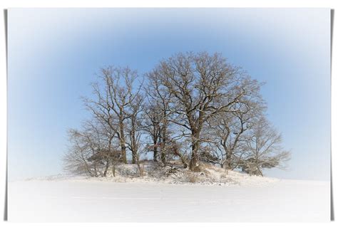 Insel Im Schnee Der Bischheimer Flickr