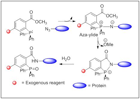 Staudinger Ligation Between A Protein Bearing Azide Moiety And