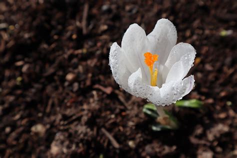 Crocus White Flower Spring - Free photo on Pixabay