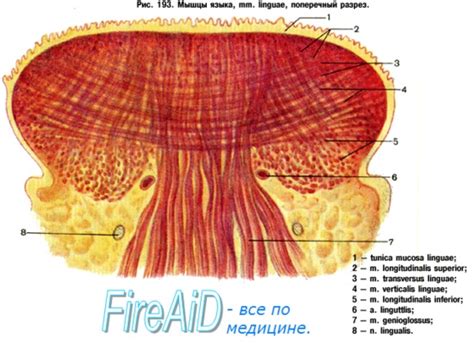 Semilunaris