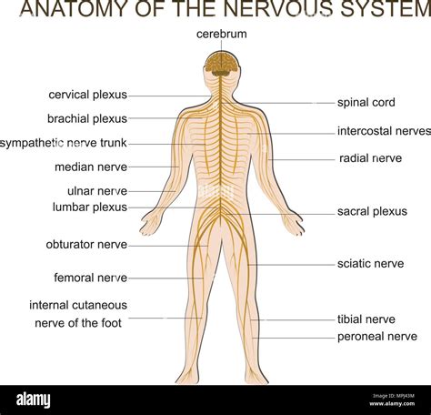 Medical Education Chart Of Biology For Nervous System Off