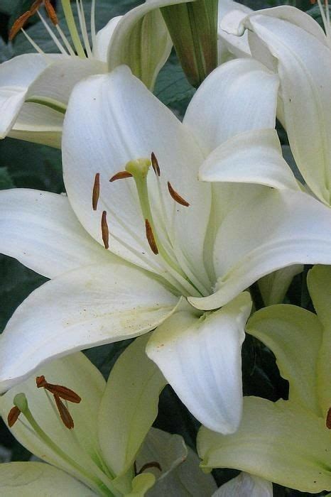 White Lilies Are Blooming In The Garden