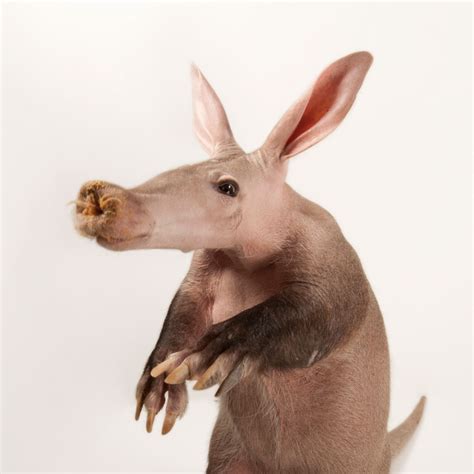 Aardvark | National Geographic