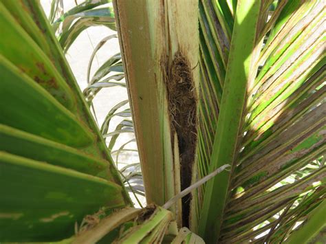 Coconut Diseases And Pests Description Uses Propagation