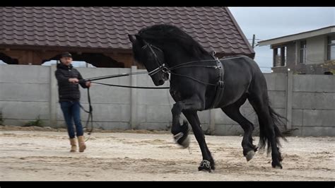 Caii Lui Ionut De La Sacadat Bihor Anunt De Targ Expozitional La