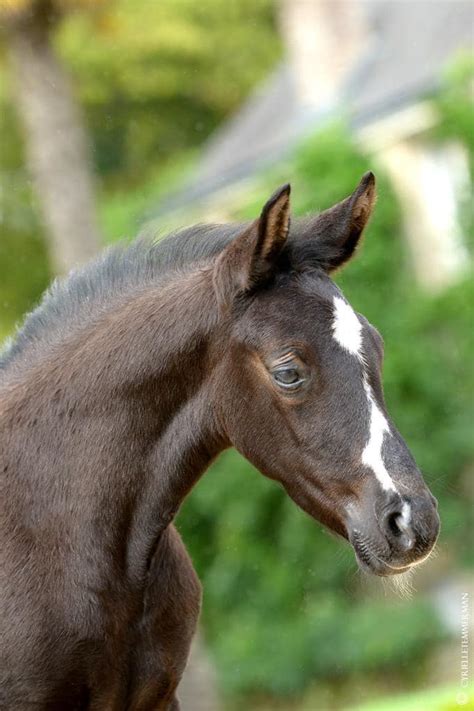 Le Haras Des Coudrettes Narval De Hus HDC