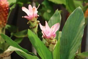 Safranwurz Gelbwurz Curcuma Alismatifolia Pflege Anleitung