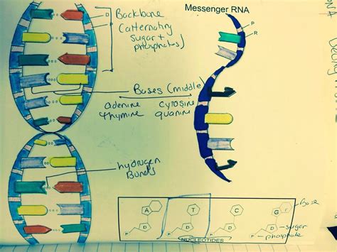 Dna The Double Helix Worksheet