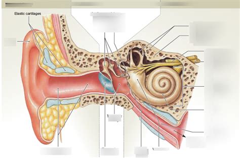 Hearing And Equilibrium Diagram Quizlet