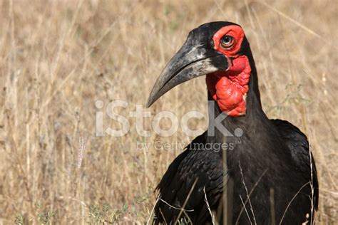 Ground Hornbill Stock Photo | Royalty-Free | FreeImages