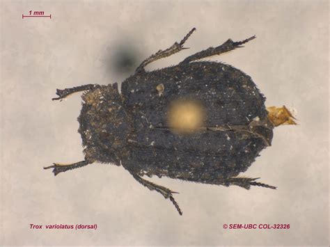 Trogidae