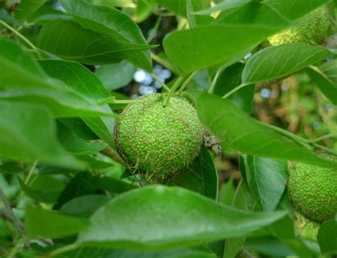 Mock Orange Tree Fruit Maclura Pomifera Wikipedia From An