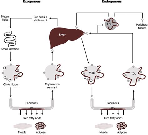 Lipoprotein Metabolism And Cholesterol Synthesis Cell Biology Genetics And Biochemistry For