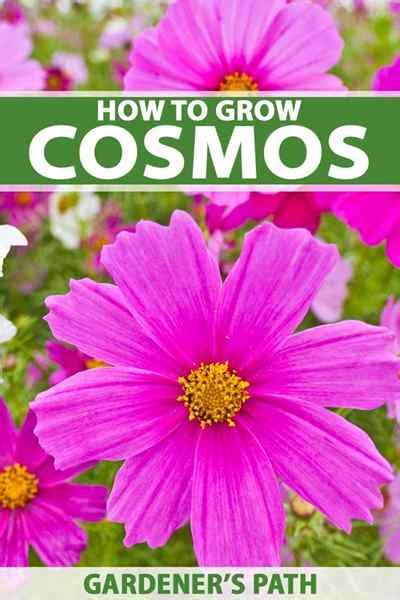 Comment Cultiver Et Prendre Soin Des Fleurs De Cosmos Goodgardenthing