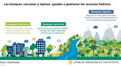 Distrito Forestal Los Bosques Clave Para Afrontar Los Desafíos