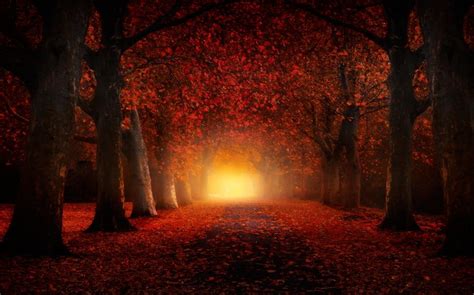 Wallpaper Sunlight Trees Landscape Forest Fall Leaves Night