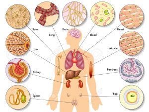 Células del cuerpo humano Tipos de Celulas