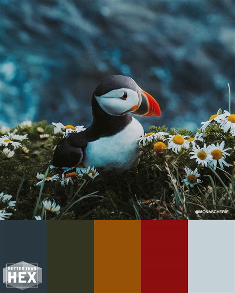 Puffin – Better Than Hex – Color Palette Inspiration