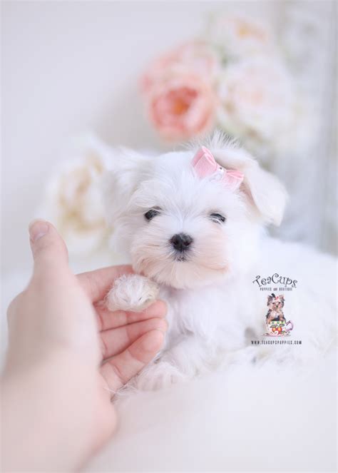 Maltese Puppy For Sale Teacup Puppies Teacup Puppies Boutique