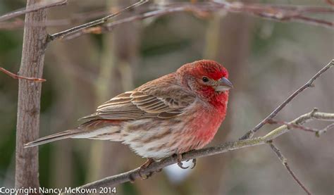 Purple Finch or House Finch? ID Photographs and Clues | Welcome to