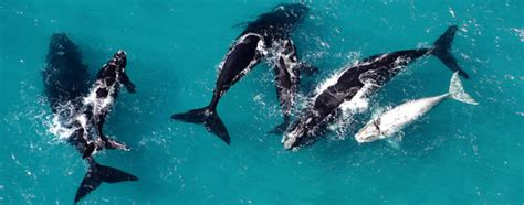 Oceans Africa Scuba Diving Whale Watching Tours In South Africa