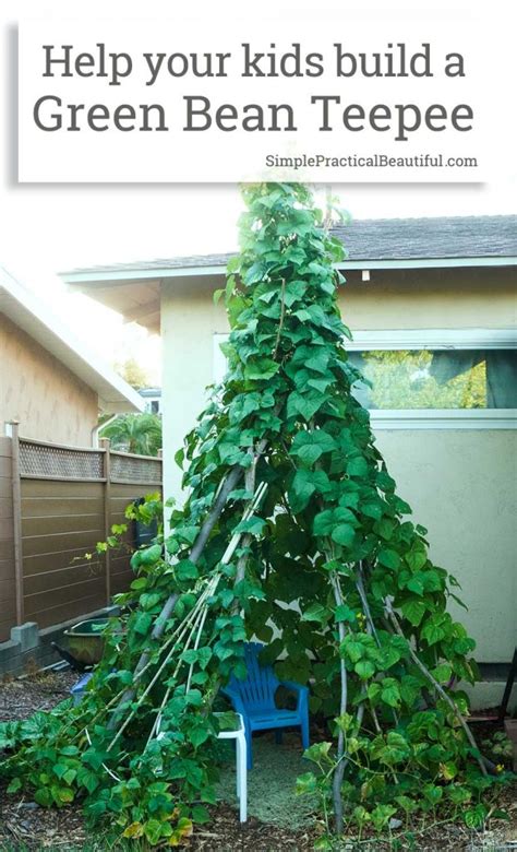 Growing A Green Bean Teepee Our Summer Project Simple Practical