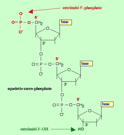 Transcription Et Traduction Structure Des Acides Nucl Iques