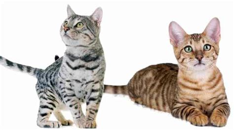 Bengal Cats Vs Tabby Cats Differences Similarities