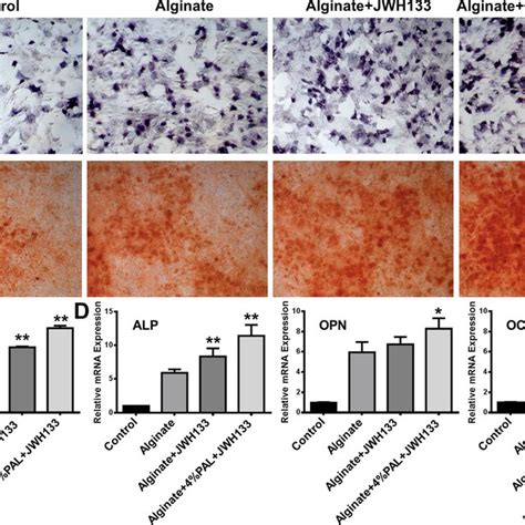 Roles Of The Lncrna H In Osteogenic Differentiation H Regulates