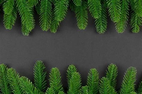 Evergreen Border Stock Photos, Images and Backgrounds for Free Download