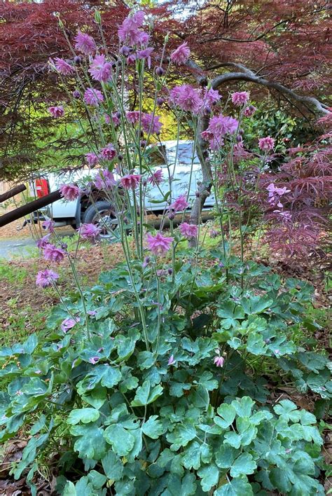 Pink Barlow Columbine Aquilegia Vulgaris 50 Seeds Etsy