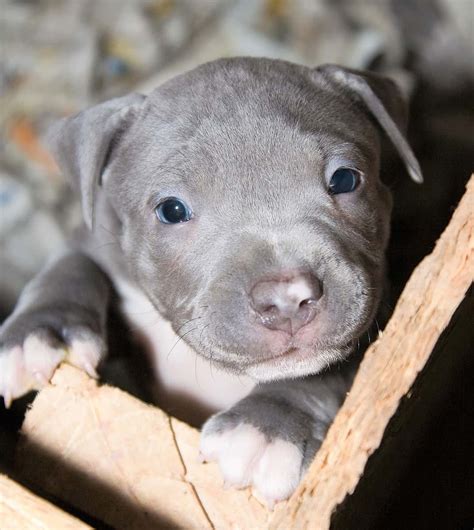 Grey Pit Puppies