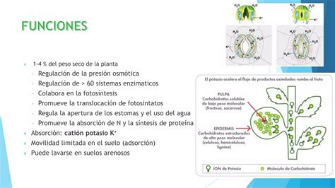 Ciclo Biogeoquimico Del Potasio Ppt