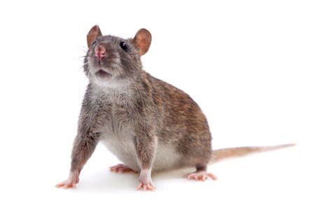 The 13 Types Of Rodents Found In Manitoba Nature Blog Network