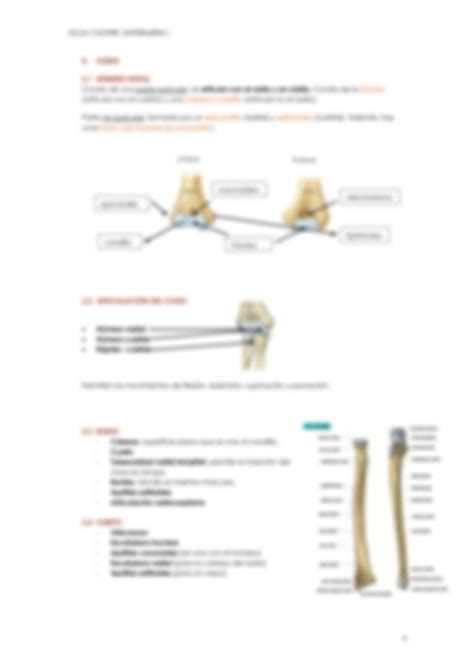 Solution Bloque Extremidad Superior Studypool