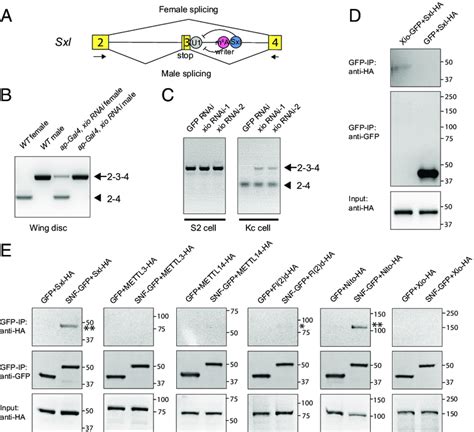 Xio Regulates Sxl Alternative Splicing And Interacts With Sxl A Download Scientific Diagram