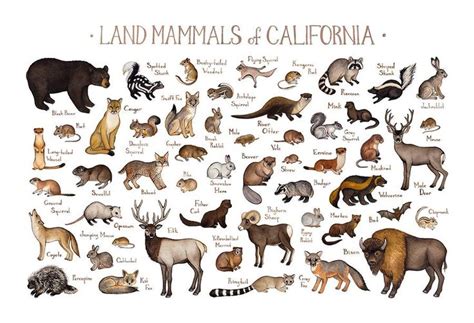 California Land Mammals Field Guide Art Print Mammals Canadian